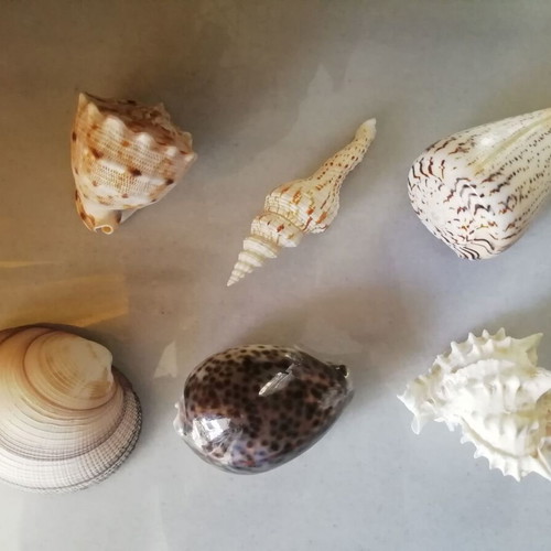 Decorative seashells new, pack of 11 pieces