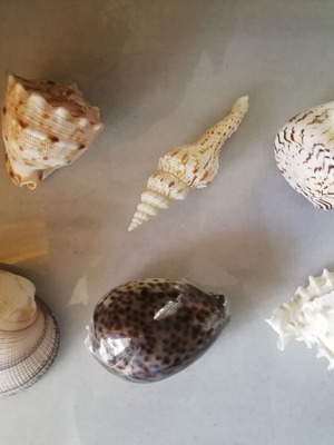Decorative seashells new, pack of 11 pieces