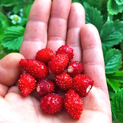 Fragaria Vesca wild strawberry seeds, pack of 30