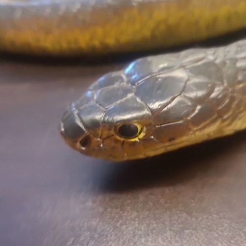 Rubber snake like real used, length about 1.5 meters
