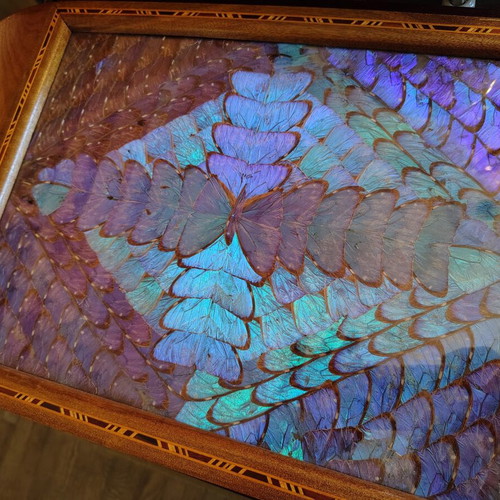 Serving tray 1950s with Morpho butterflies, used