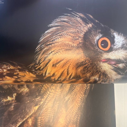 Nature Explore Feathered World book new with lens by Giorgos Avagianou