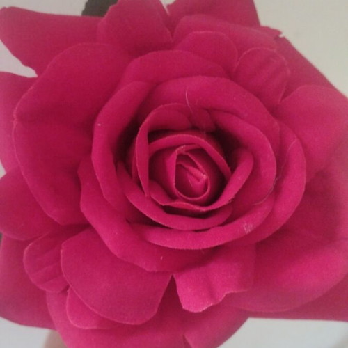 Rose new