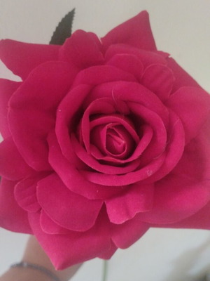Rose new