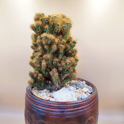 Cereus Peruvianus Monstrosus cactus in ceramic pot new