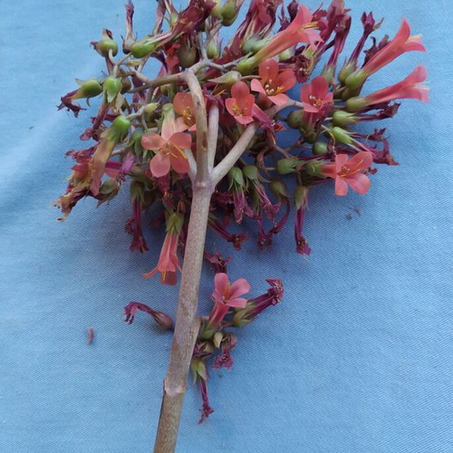 Cactus plant like new, 15 cm, cold resistant