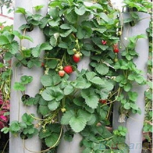 Skyline climbing strawberry seeds, pack of 50
