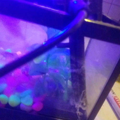 Mini aquarium pencil holder used with LED lighting
