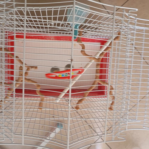Birdcage with accessories