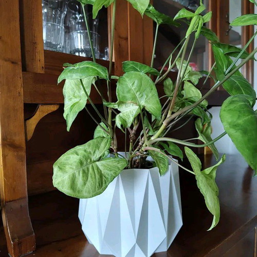 Plant pot new
