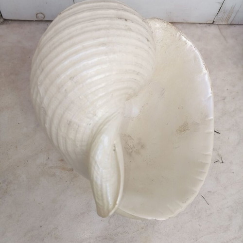 Decorative shell like new