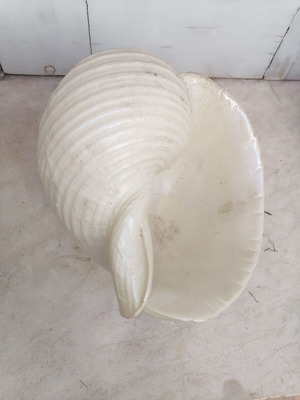 Decorative shell like new