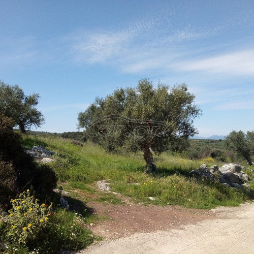 Building land with olive trees in Messinia, Petalidi Achladochori