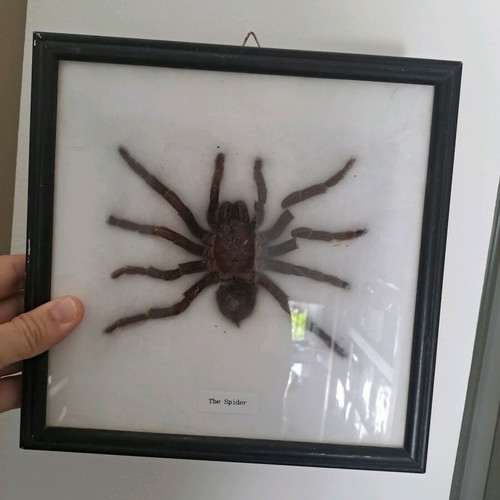 Spider tarantula in black frame with glass 22x22cm like new
