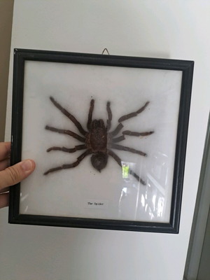 Spider tarantula in black frame with glass 22x22cm like new
