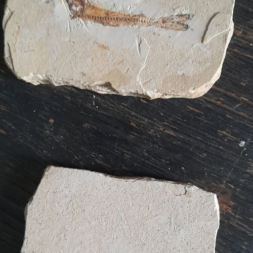 Fish fossils used, set of 2 pieces