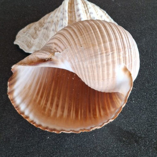 Natural seashells like new, 24 cm length