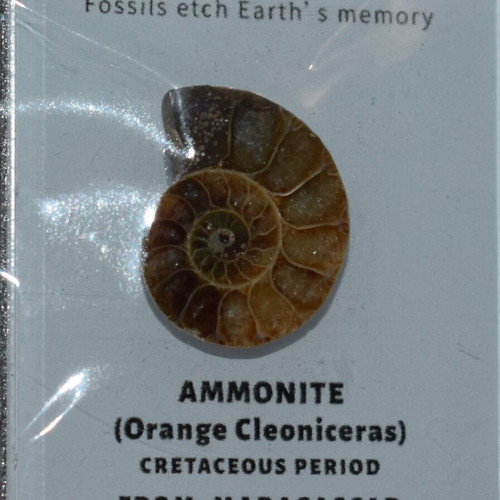 Ammonite fossil like new