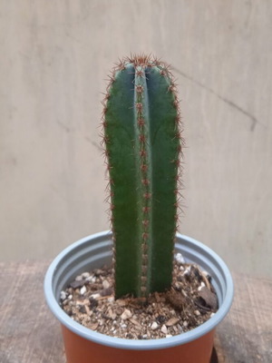 Pilosocereus azureus κάκτος σε γλαστράκι φυτωρίου, ύψος 18 εκ.