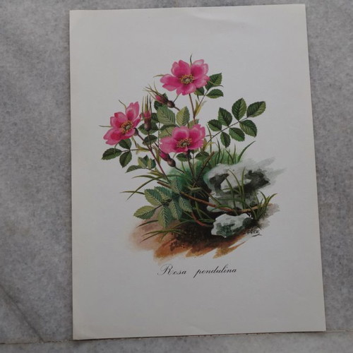 Set of 4 used watercolor reproductions with wildflowers