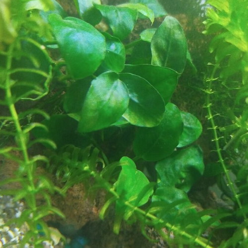 Anubia aquarium plant slow growth, 1 piece