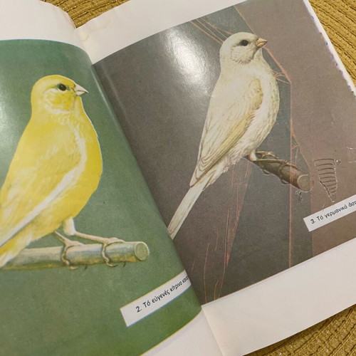 Canary Guide Book used