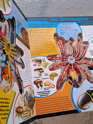 Σπάνιο Συλλεκτικό Βιβλίο Vogelspinne in 3D μεταχειρισμένο, David George Gordon