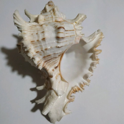Murex Chicoreus shell like new, 12 cm length