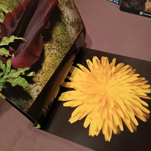 Photo book Wild Flowers like new, album