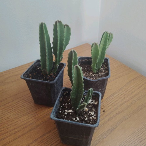 Stapelia gigantea crawling cactus new, potted plant