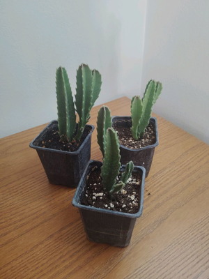Stapelia gigantea crawling cactus new, potted plant
