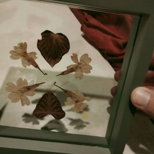 Transparent frame with dried leaves and flowers like new
