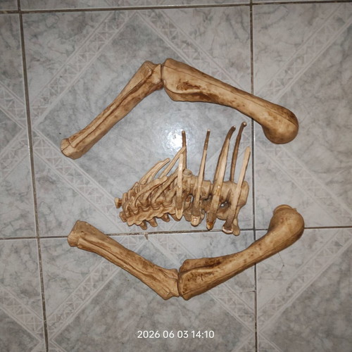 T-Rex Dinosaur Skeleton used, incomplete parts from magazine