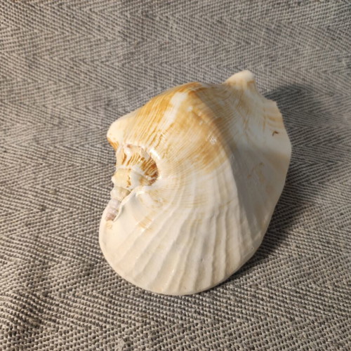 Strombidae seashell like new, 15x12x7cm
