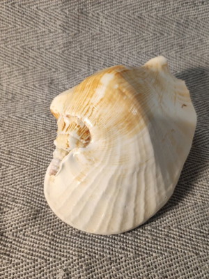 Strombidae seashell like new, 15x12x7cm