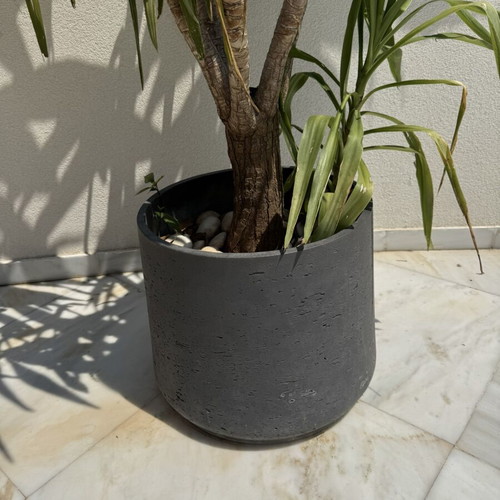 Gray concrete planter used