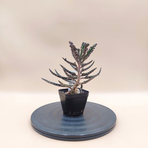 Mother of Thousands succulent plant, mini pot