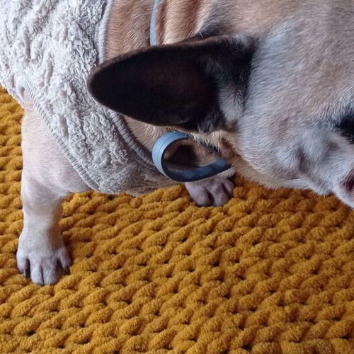 Handmade pet blanket with Alize Puffy yarn, mustard color, made to order