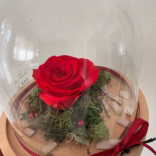 Forever Rose glass dome with rose new
