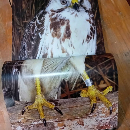 Explorers of the Air Nature Book like new