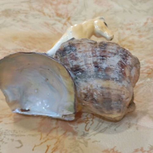 Decorative shell used with ceramic horse