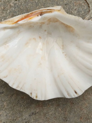 Natural Ark Shell new for decoration and use