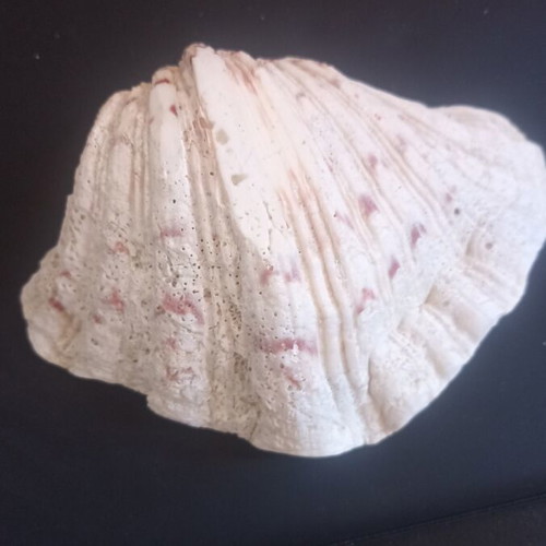 Set of 2 Decorative Natural Seashells Hippopus hippopus like new