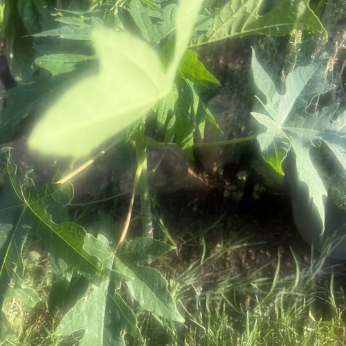 Papaya from Gold variety seed, new