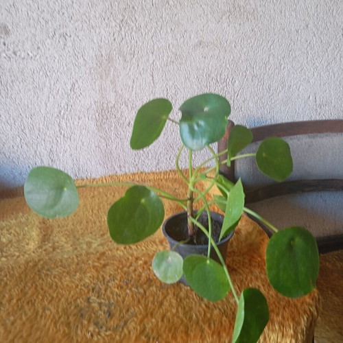 Pilea peperomioides indoor plant like new, Chinese money plant
