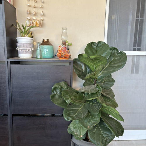 Fiddle Leaf Fig mature plant like new