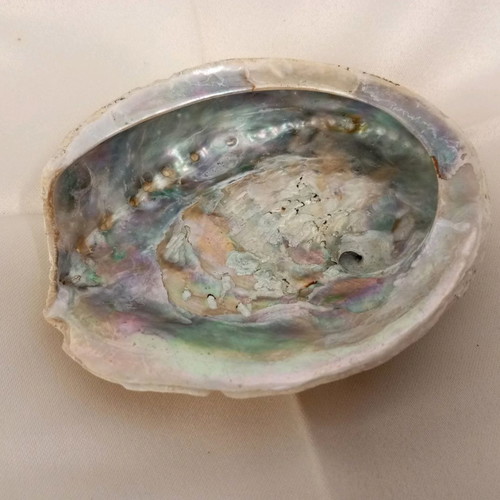 Abalone natural shell used with beautiful natural shades