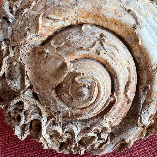 Shell with fossils like new, large natural 19x14 cm