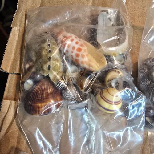 Decorative seashell set, 4 sealed bags for crafts