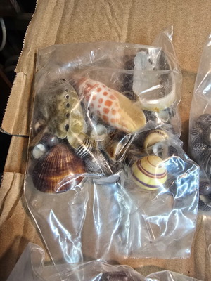 Decorative seashell set, 4 sealed bags for crafts